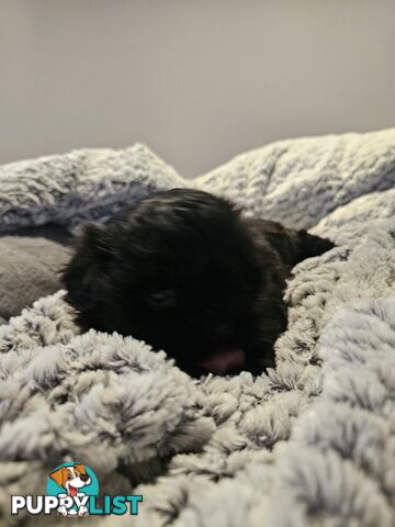 Maltese shihtzu x Lhasa Apso
