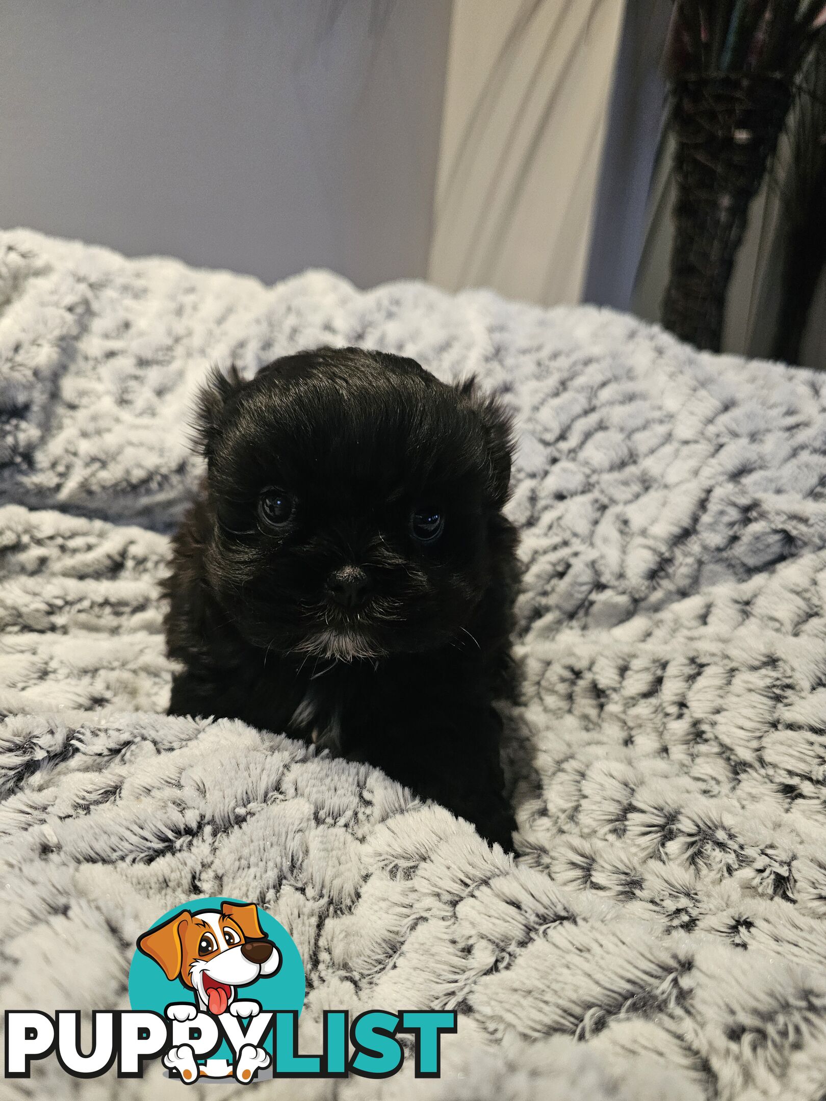 Maltese shihtzu x Lhasa Apso