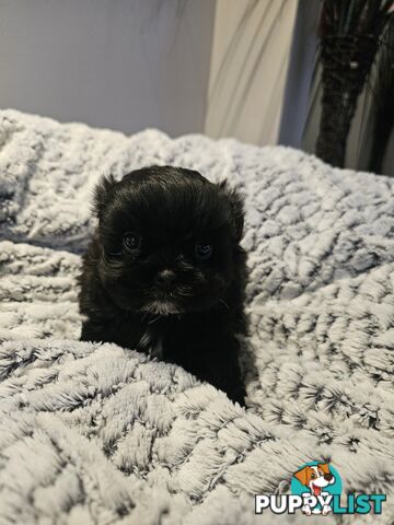 Maltese shihtzu x Lhasa Apso
