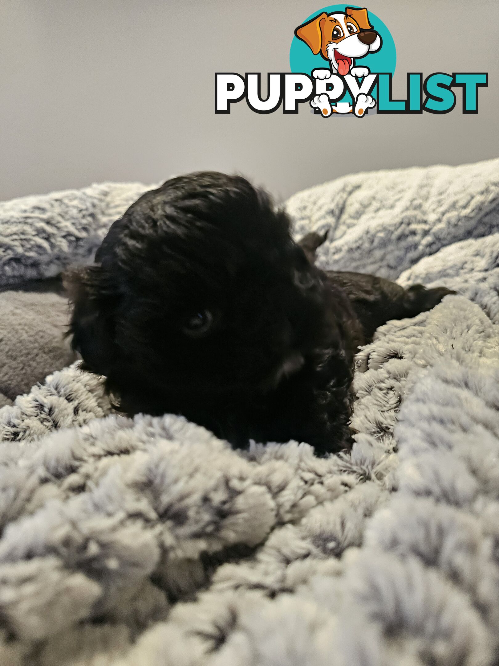 Maltese shihtzu x Lhasa Apso