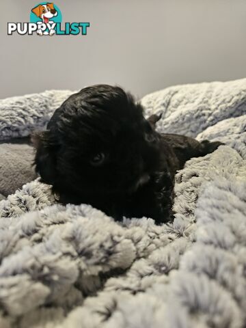Maltese shihtzu x Lhasa Apso