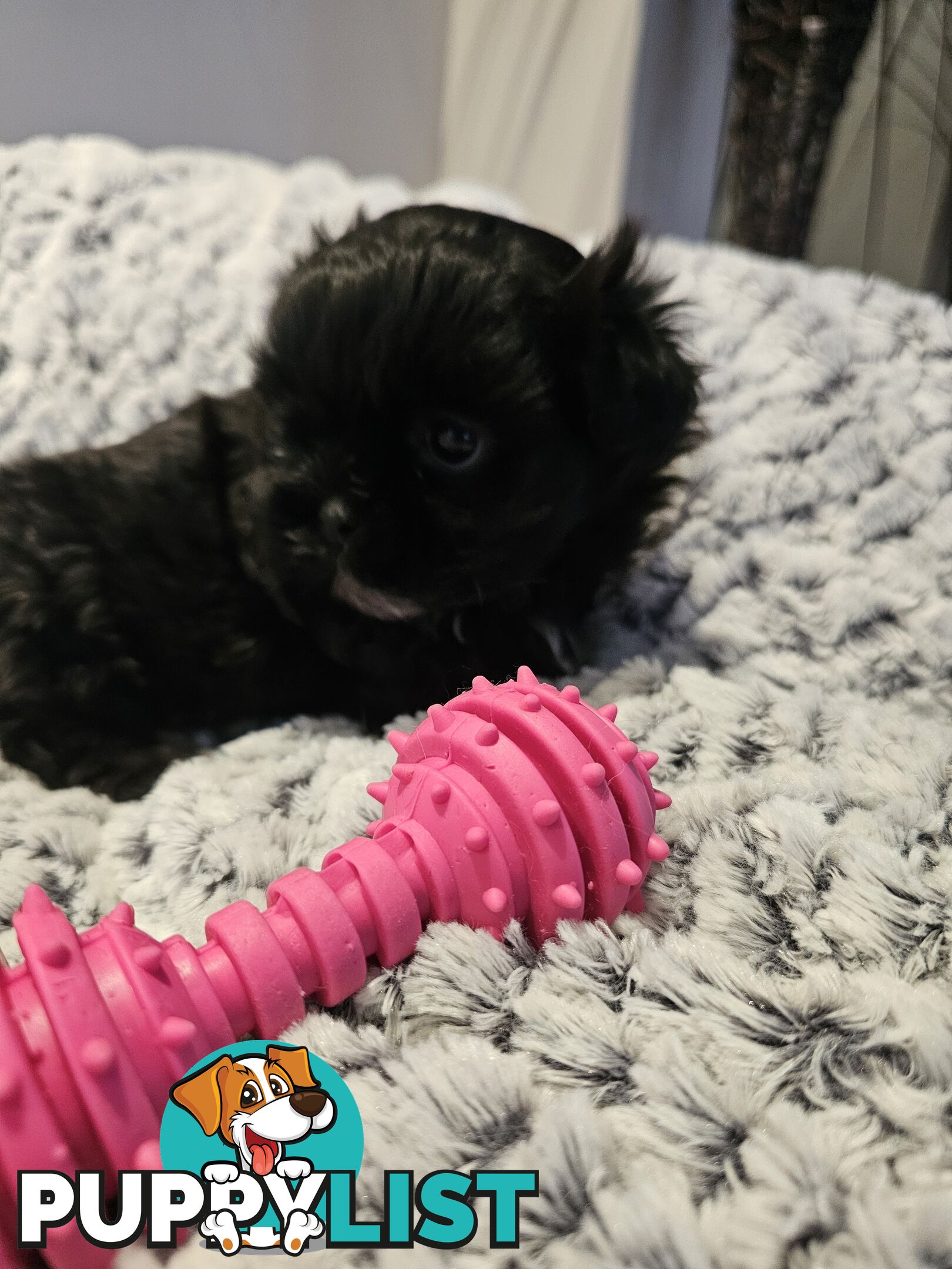 Maltese shihtzu x Lhasa Apso