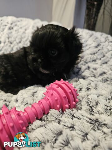Maltese shihtzu x Lhasa Apso