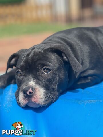 American Bully Pup