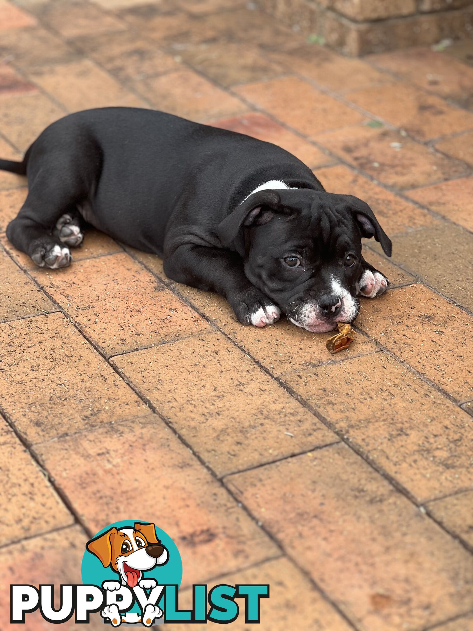 American Bully Pup