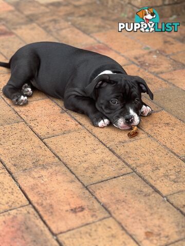 American Bully Pup