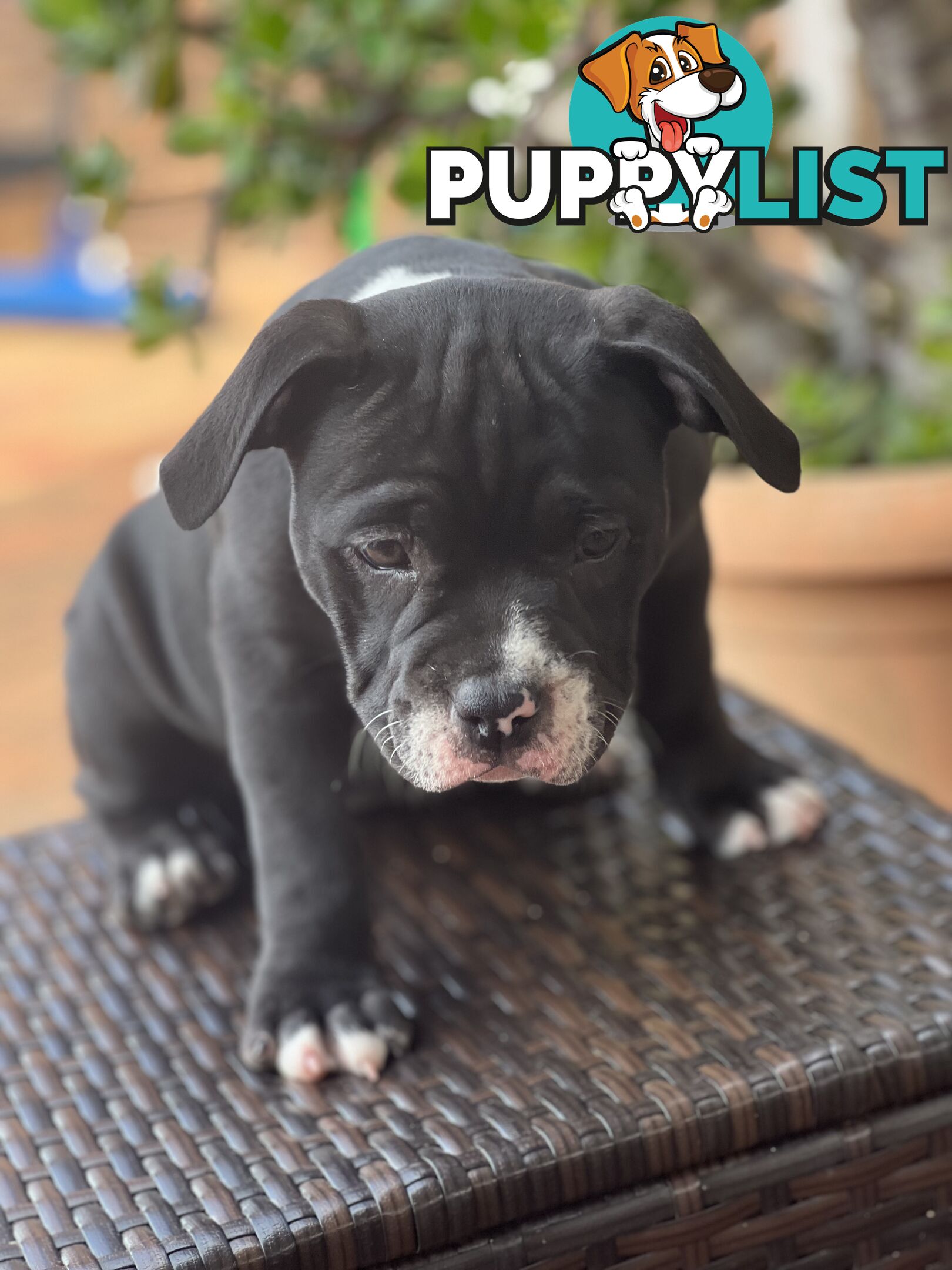 American Bully Pup