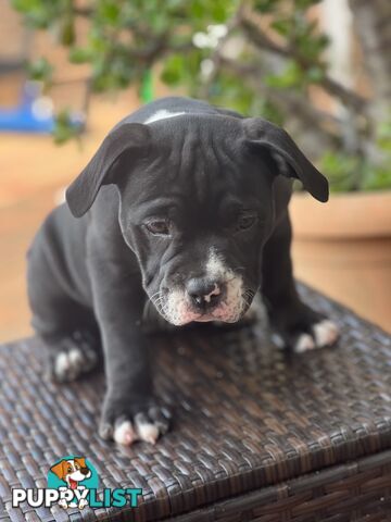 American Bully Pup