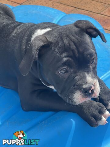 American Bully Pup