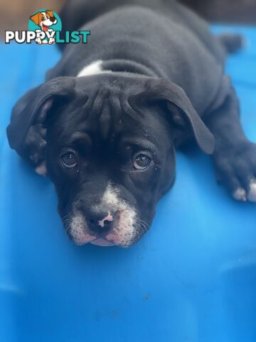 American Bully Pup