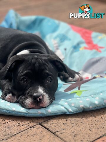 American Bully Pup