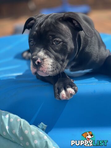 American Bully Pup