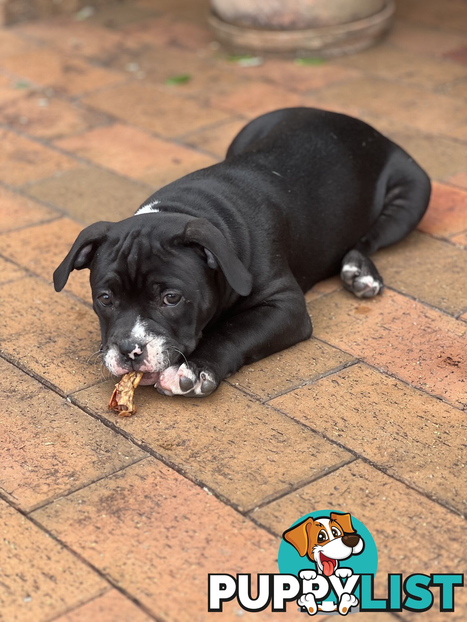 American Bully Pup