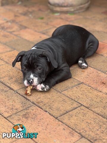 American Bully Pup