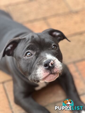 American Bully Pup