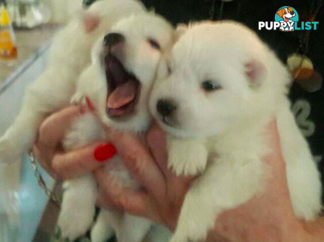 Adorable puppy