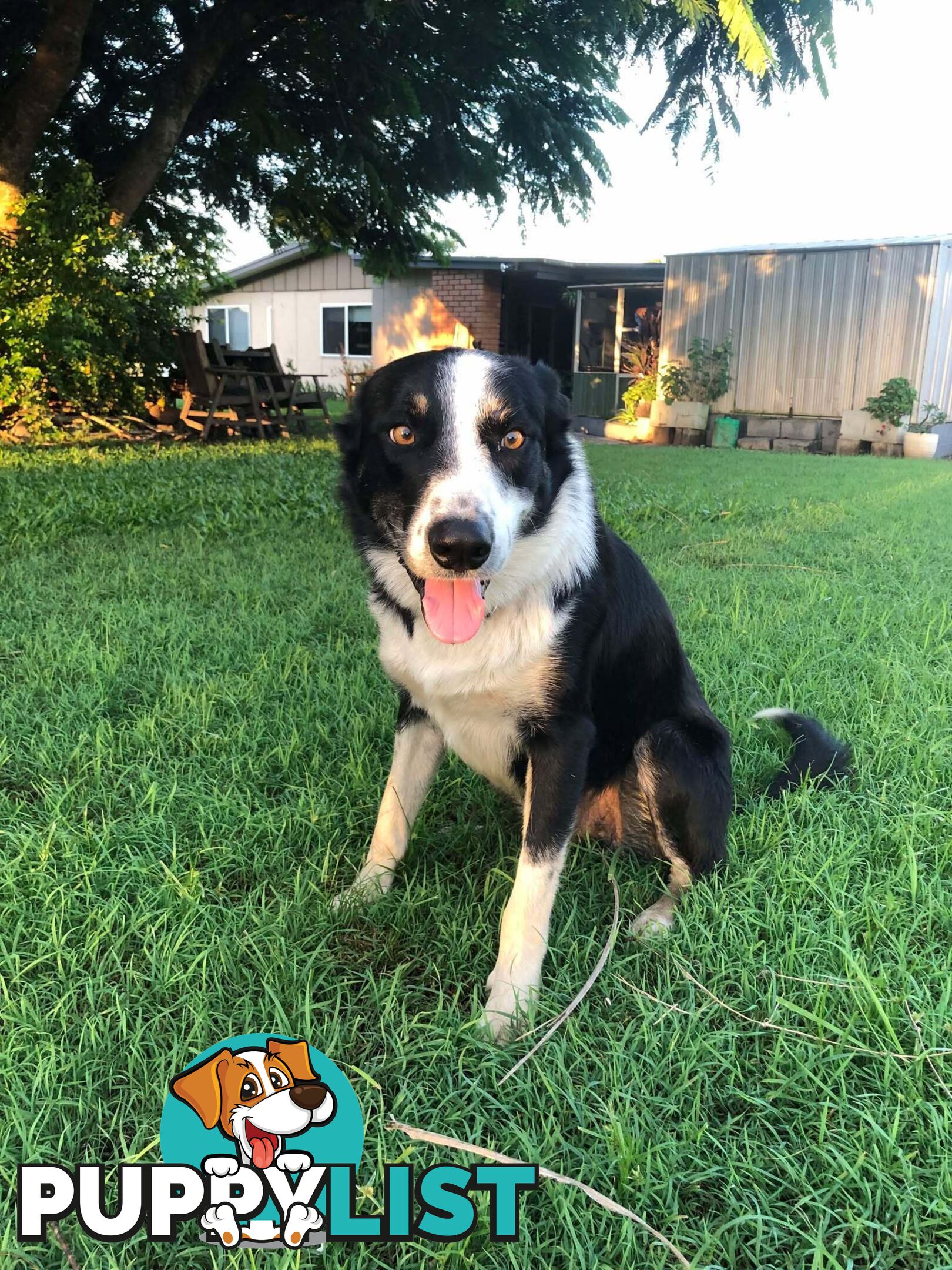 Border Collie x German Shepherd (Shollie) Puppy!