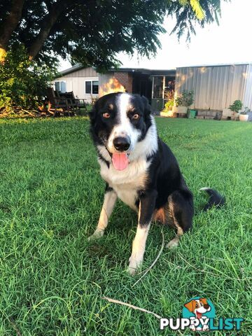 Border Collie x German Shepherd (Shollie) Puppy!