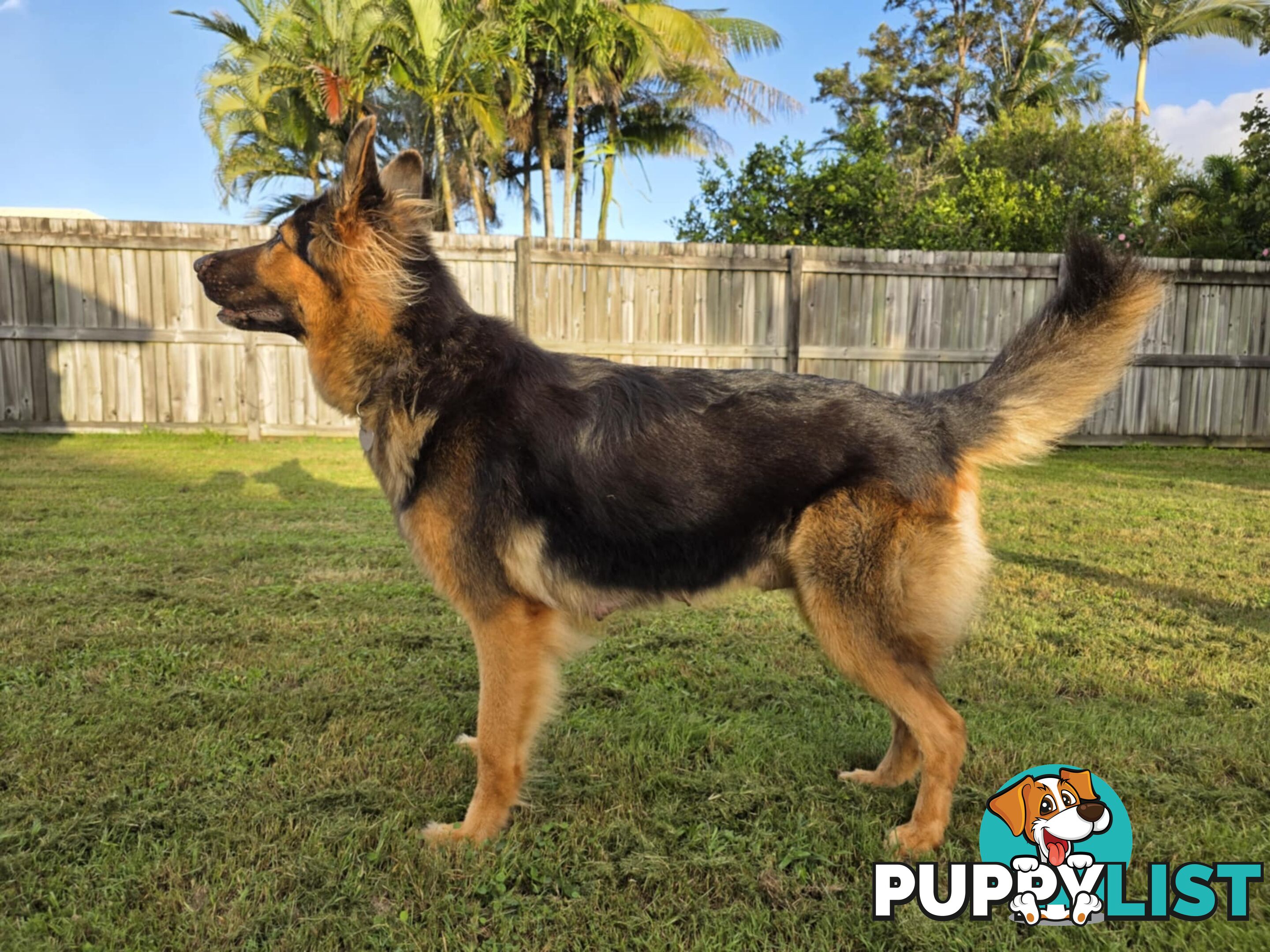 Border Collie x German Shepherd (Shollie) Puppy!
