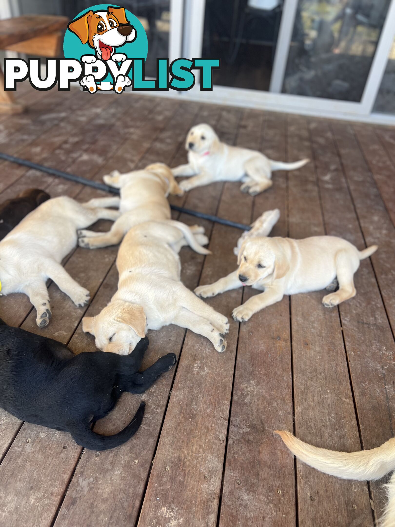 Labrador Puppies for Sale