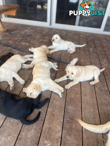 Labrador Puppies for Sale