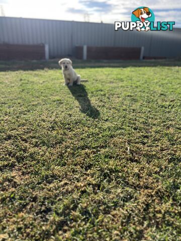 Labrador Puppies for Sale