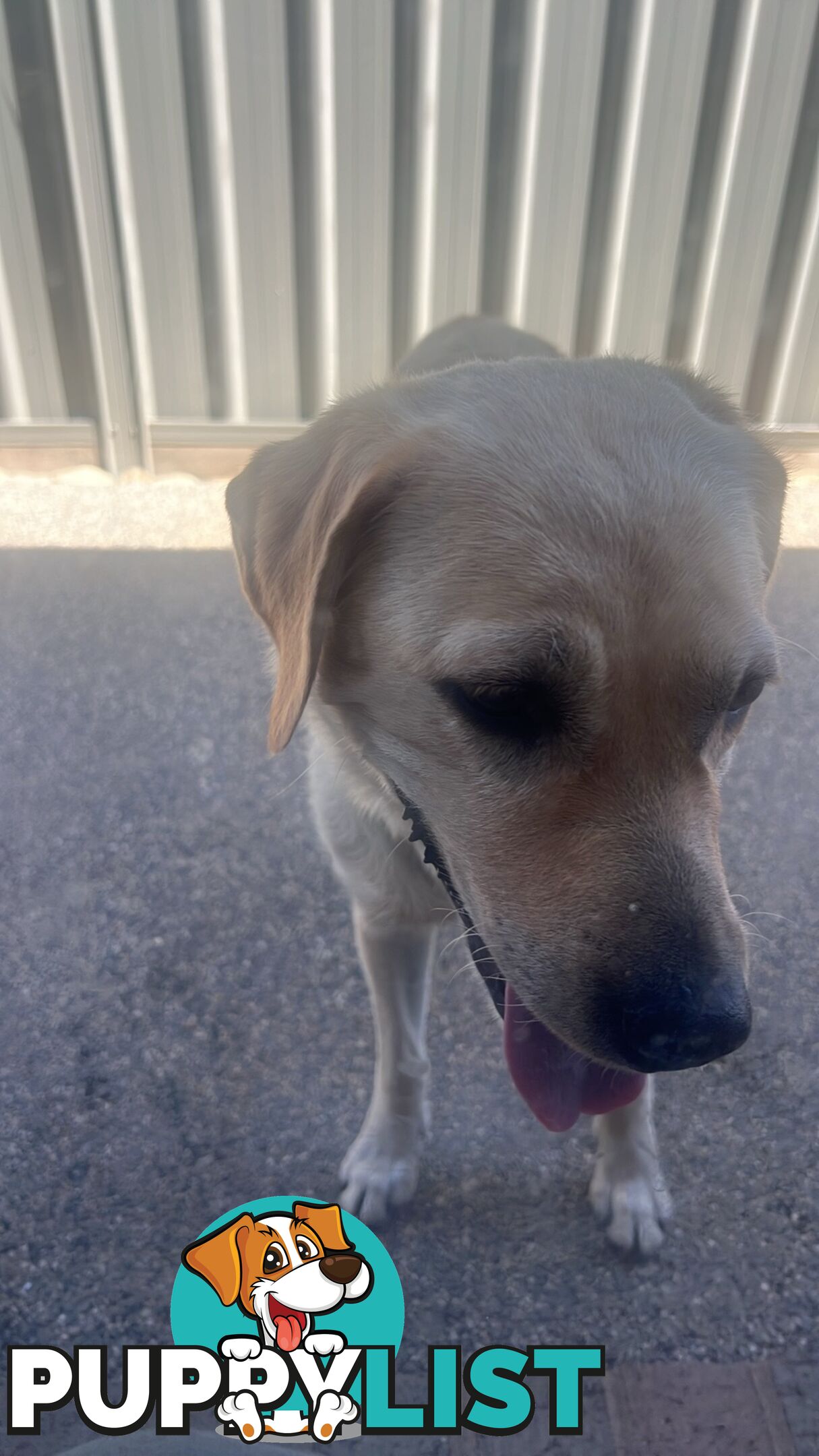 Labrador Puppies for Sale