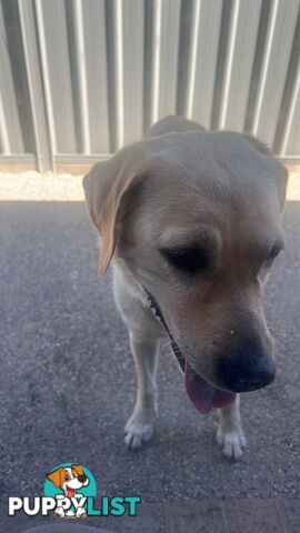 Labrador Puppies for Sale