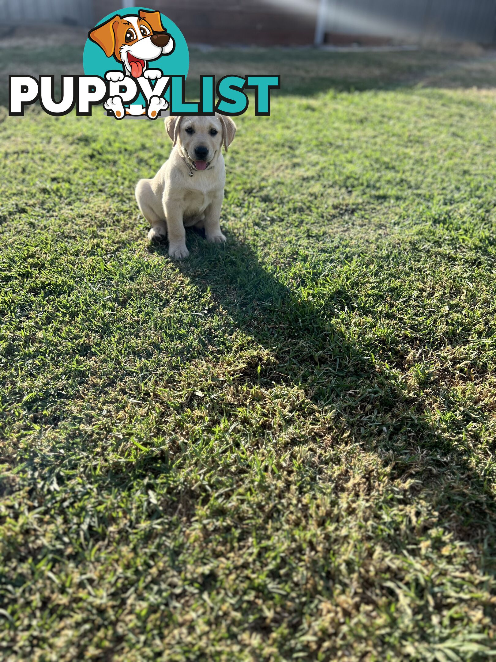 Labrador Puppies for Sale