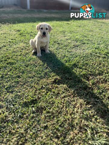 Labrador Puppies for Sale