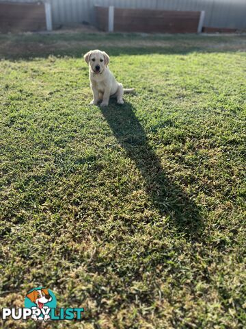 Labrador Puppies for Sale