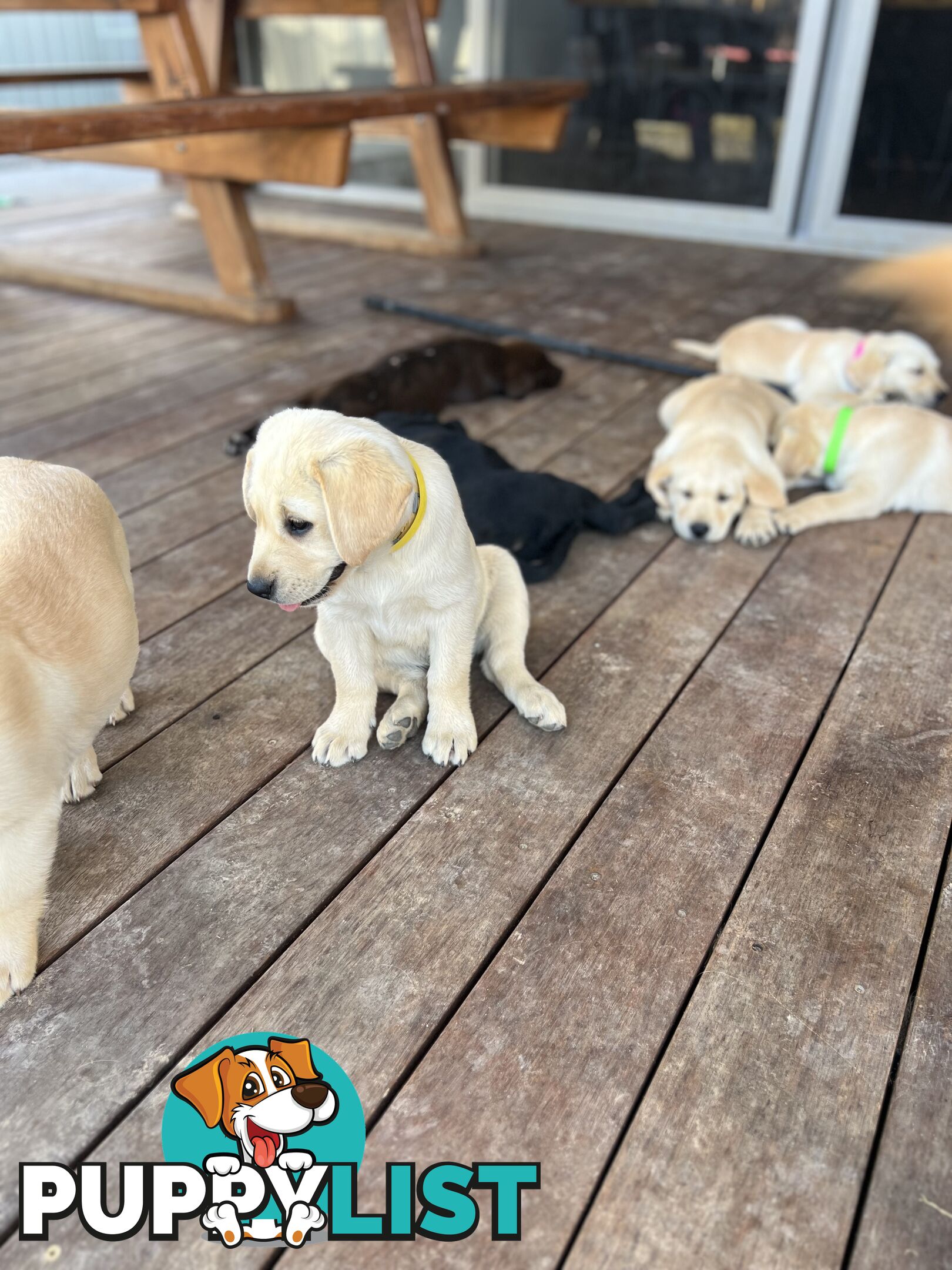 Labrador Puppies for Sale