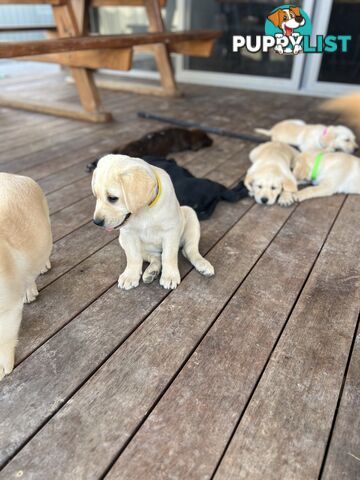 Labrador Puppies for Sale