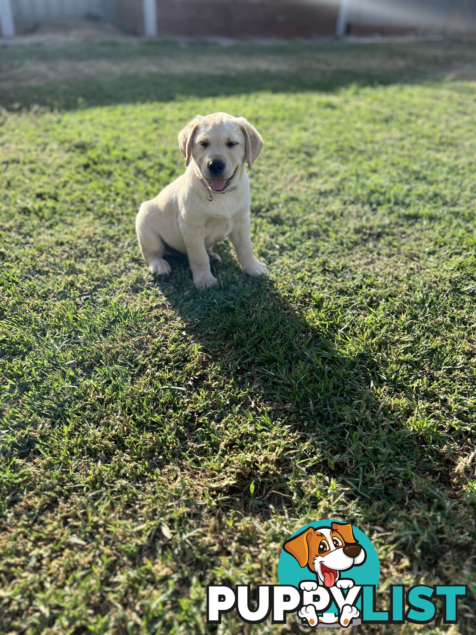 Labrador Puppies for Sale