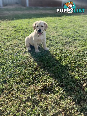 Labrador Puppies for Sale