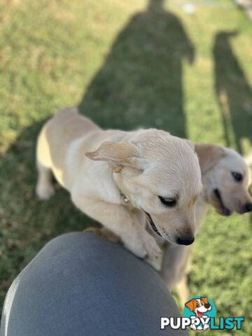 Labrador Puppies for Sale