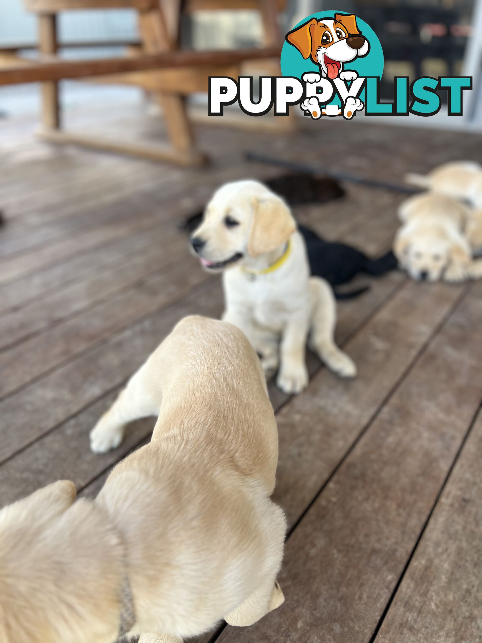 Labrador Puppies for Sale