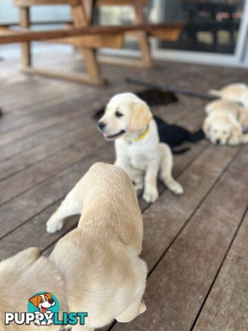 Labrador Puppies for Sale