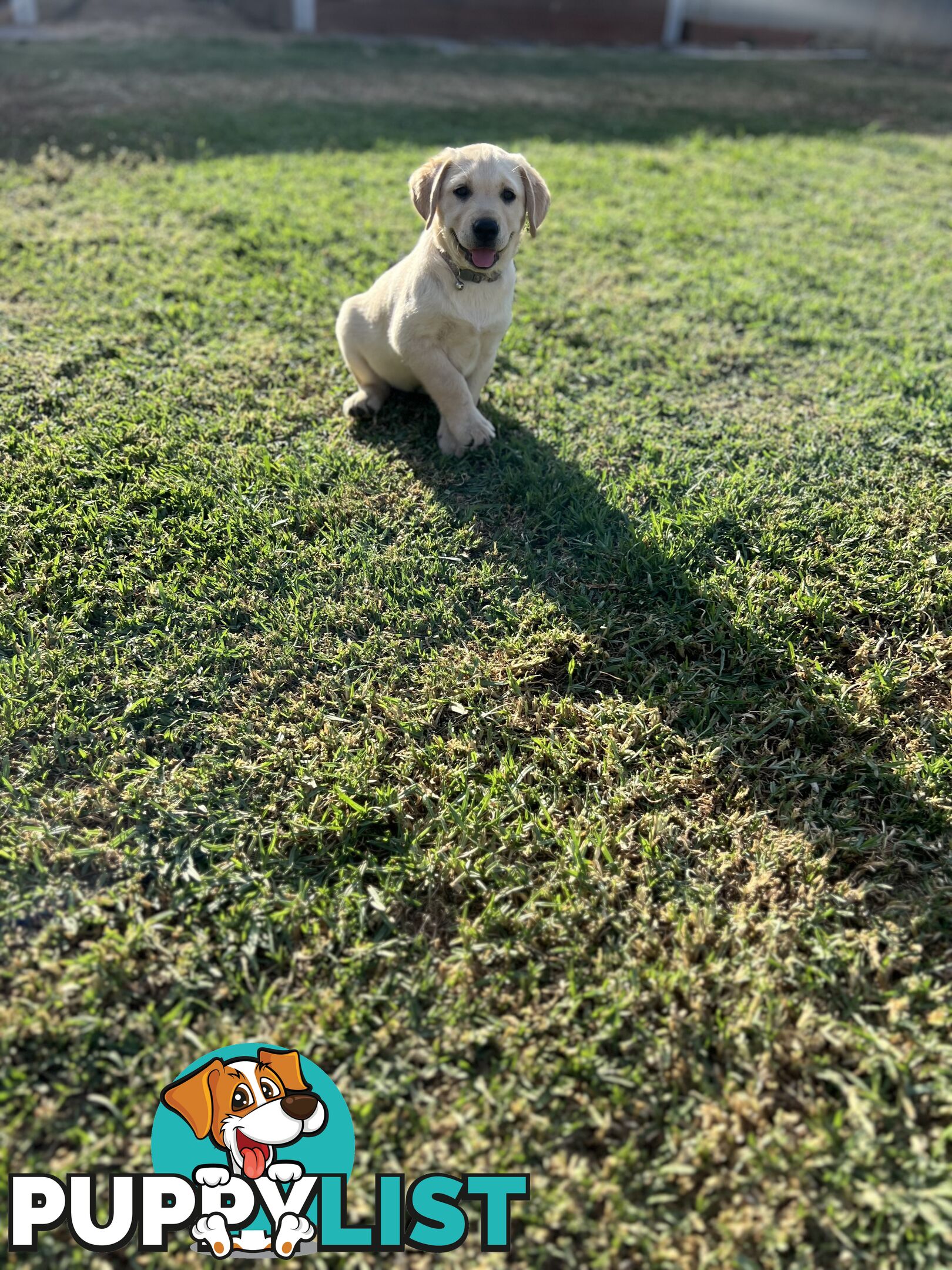 Labrador Puppies for Sale