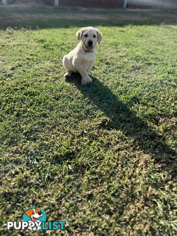 Labrador Puppies for Sale