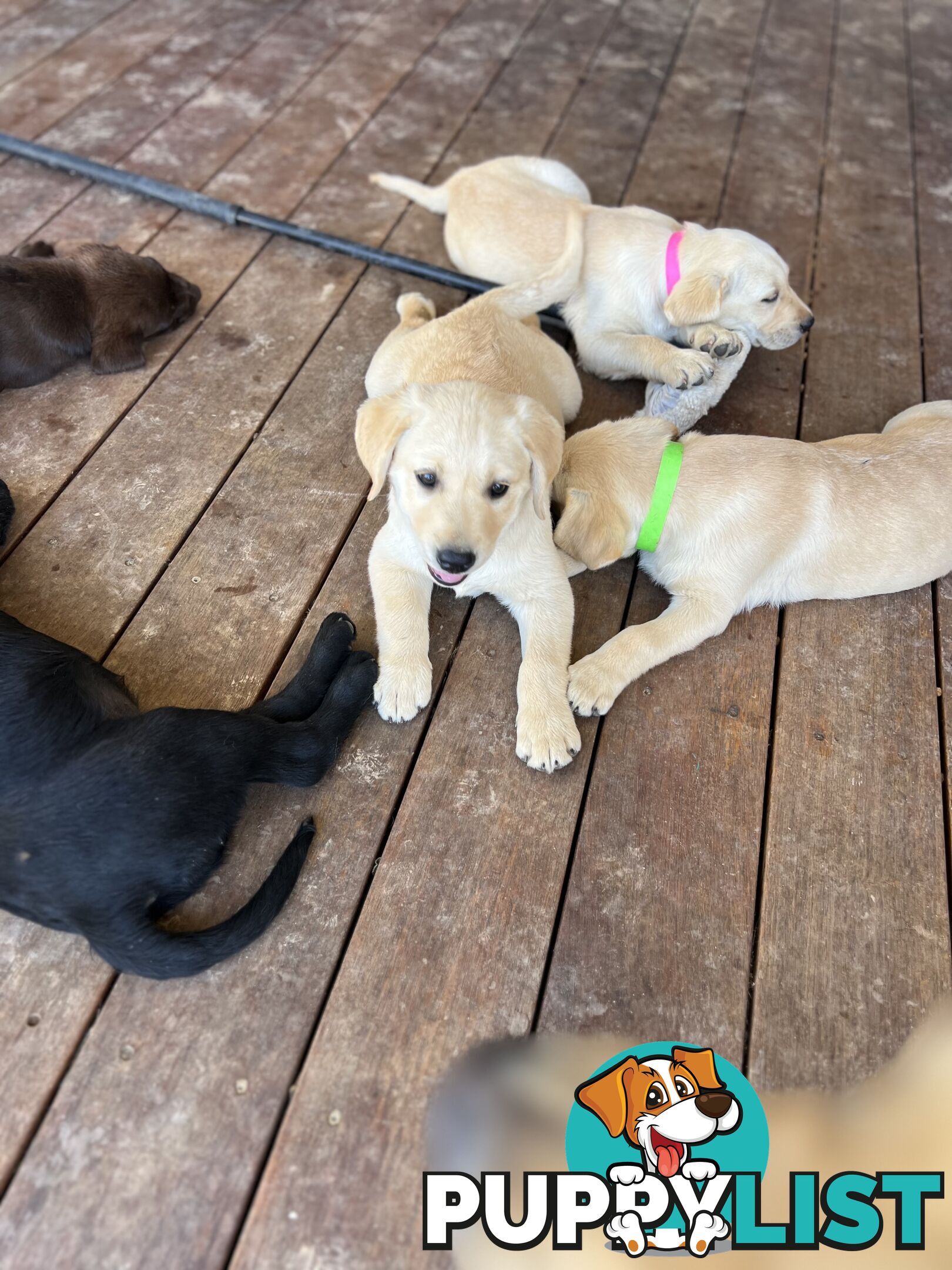 Labrador Puppies for Sale