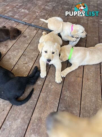 Labrador Puppies for Sale