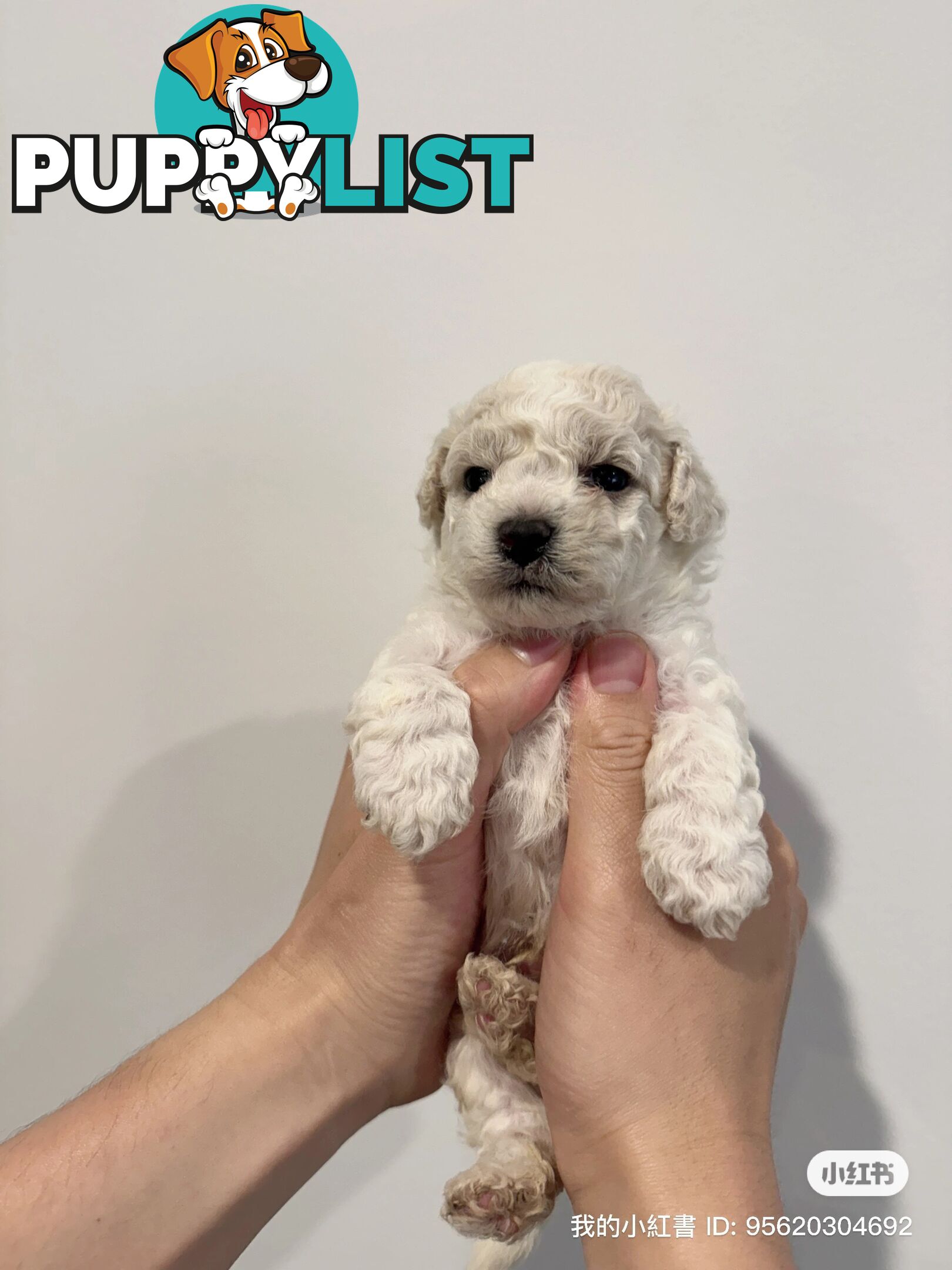 Bichon Frise Puppy