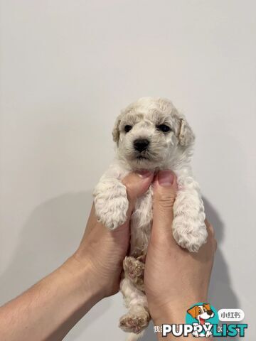 Bichon Frise Puppy