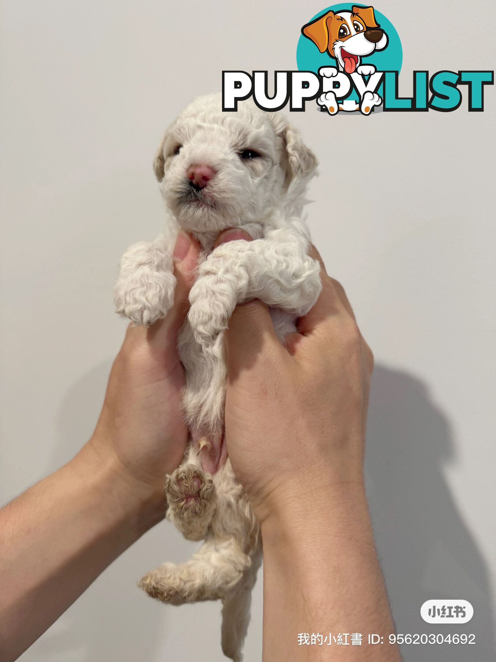 Bichon Frise Puppy