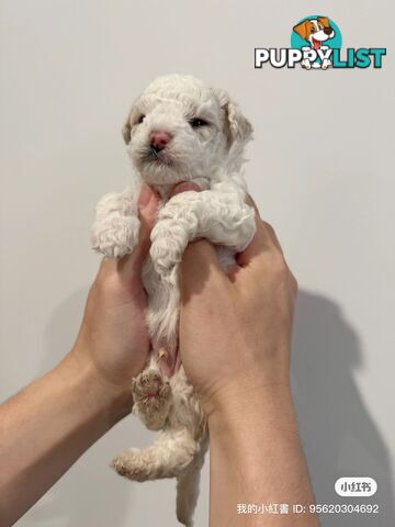 Bichon Frise Puppy