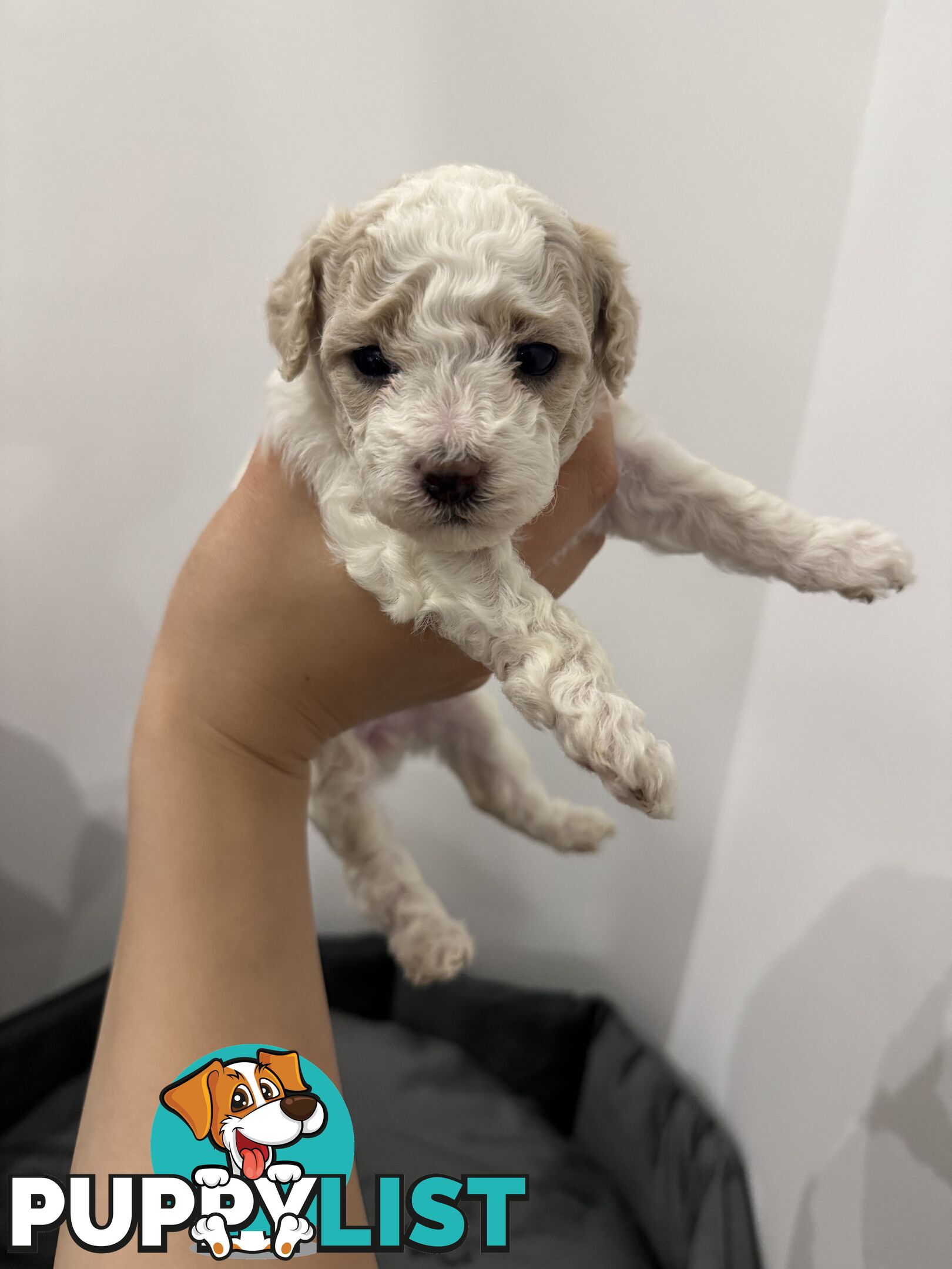 Bichon Frise Puppy