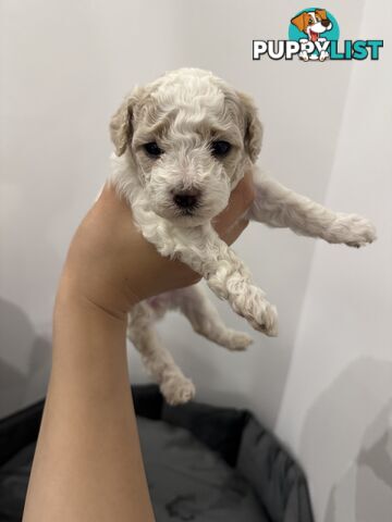 Bichon Frise Puppy