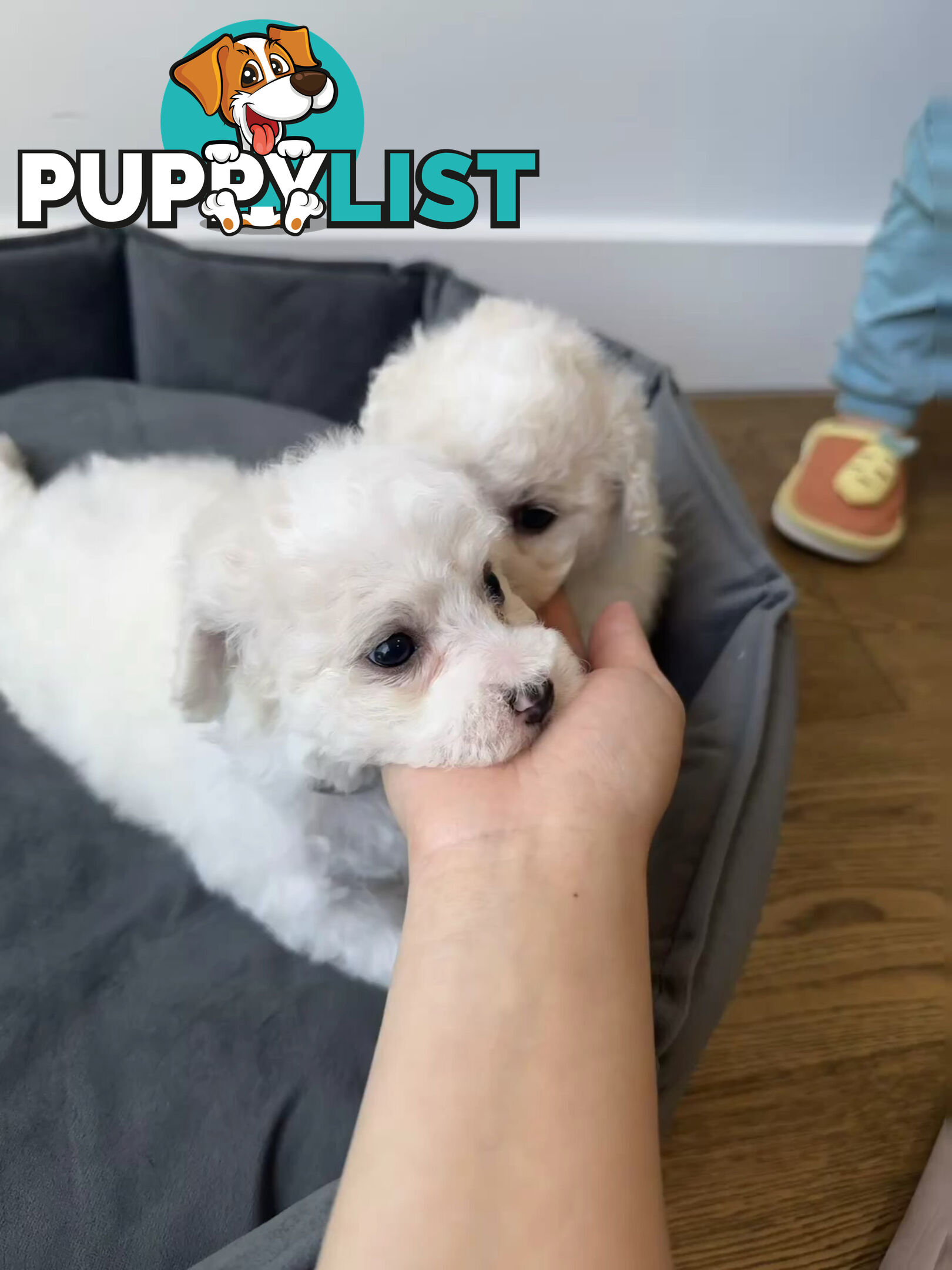 Bichon Frise Puppy