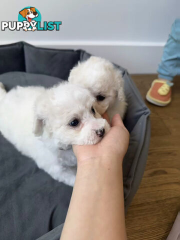 Bichon Frise Puppy